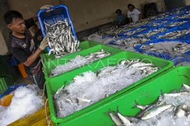 A worker transfers fish catch into ice boxes at a fish auction site in Banten province of Indonesia. (Photo: Antara)