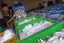 A worker transfers fish catch into ice boxes at a fish auction site in Banten province of Indonesia. (Photo: Antara)