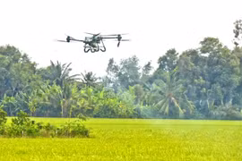 A drone is used to spray pesticides to care for the winter-spring rice crop in the Mekong Delta City of Can Tho (Photo: VNA)