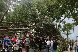 Trees fall in the northern mountainous province of Lao Cai due to a strong thunderstorm on the afternoon of March 29, 2026. (Photo: VNA)