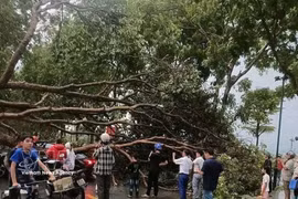 Trees fall in the northern mountainous province of Lao Cai due to a strong thunderstorm on the afternoon of March 29, 2026. (Photo: VNA)
