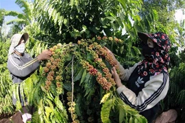 Farmers harvest coffee in the Central Highlands province of Dak Lak. (Photo: VNA) 