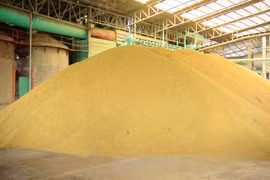 A stockpile of rice in storage. (Photo: Bangkokpost.com) 