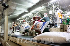 Vietnam ships 6.3 million tonnes of rice in the first eight months of this year. - Illustrative image (Photo: VNA)