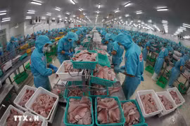 Workers process tra (pangasius) for export (Photo: VNA)
