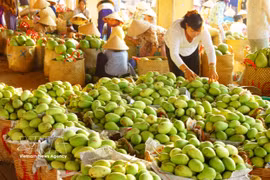 Mango is one of key export products of Dong Thap (Photo: VNA)