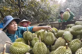 Farmers harvest durians at an orchard in Dong Nai city. (Photo: VNA)