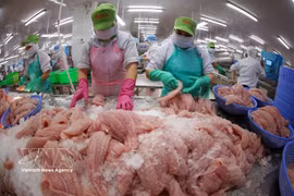 Workers sort basa fish fillets for export at Go Dang Tien Giang Joint Stock Company. (Photo: VNA)
