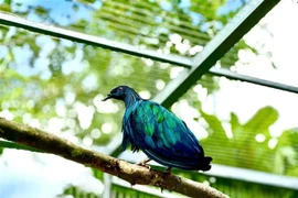 Nicobar pigeons (Caloenas nicobarica), a rare and endangered bird species (Photo: VNA)