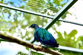 Nicobar pigeons (Caloenas nicobarica), a rare and endangered bird species (Photo: VNA)