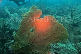 Indonesia designates 17 locations for blue carbon reserves