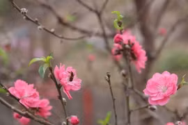 Peach blossoms in Tay Ho ward in Hanoi (Photo: VNA)