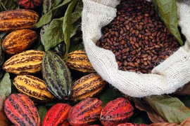 Indonesia, US eye deal on tariff exemptions for palm oil, coffee