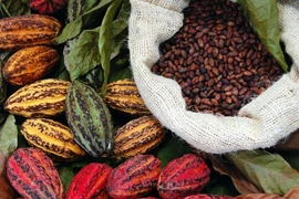 Indonesia, US eye deal on tariff exemptions for palm oil, coffee