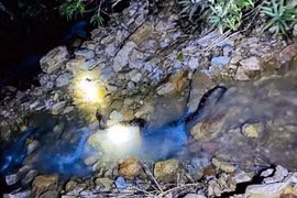 The python is transported to a suitable area and released back into the wild. (Photo: VNA)