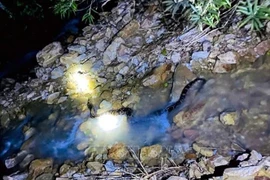 The python is transported to a suitable area and released back into the wild. (Photo: VNA)