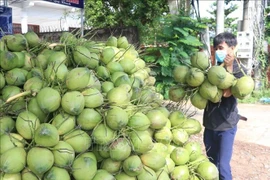 Vietnam ranks sixth among the top ten coconut-producing countries, with an annual output of nearly 2 million tonnes (Photo: VNA)