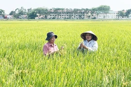 Farmers checking the quality of the TBR225 rice variety in Lien Mac commune of Hanoi (Photo: hanoimoi.vn)