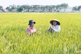 Farmers checking the quality of the TBR225 rice variety in Lien Mac commune of Hanoi (Photo: hanoimoi.vn)