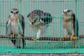 Three black-winged kite (Elanus caeruleus) rescued in an alleged illegal wildlife trade attempt in Central Bangka District, Bangka Belitung Islands (Photo: ANTARA)