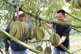 High-tech durian farming model at Sakura Farm in Dong Khanh Son commune, Khanh Hoa province. (Photo: VNA)