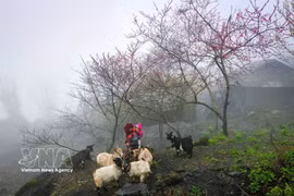 Local culture makes Vietnamese destinations appealing. (Photo: VNA)