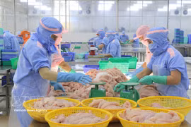 Workers process tra fish for exports. (Photo: VNA)