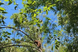 A Javan pangolin is released back into nature at Bu Gia Map National Park. (Photo: VNA)