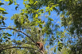 A Javan pangolin is released back into nature at Bu Gia Map National Park. (Photo: VNA)
