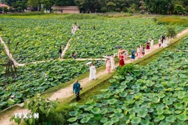 Lotus flower season in Ninh Binh province (Photo: VNA)
