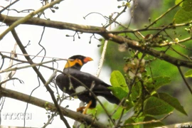 Yeng is found in Dakrong Nature Reserve (Photo: VNA)