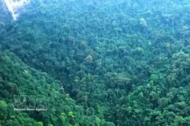 Forest in Thanh Hoa province (Photo: VNA)