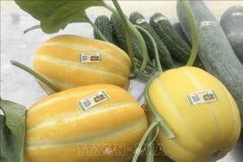 Melons labelled with traceability codes on display at the Song Van agricultural produce store in Ninh Binh city, Ninh Binh province. (Photo: VNA)