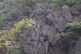 Delacour’s langurs inhabit the Van Long Wetland Nature Reserve in Ninh Binh province (Photo: VNA)