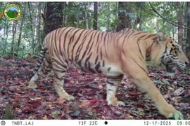 Indonesia spots four Sumatran tigers at national park