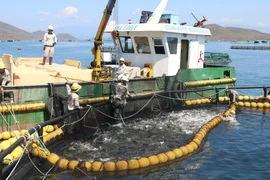 An industrial-scale aquaculture model on Van Phong bay, Khanh Hoa province. (Photo: VNA) 