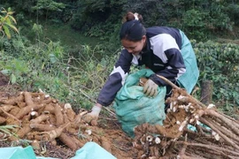 A farmer harvests cassava in Lai Chau province (Photo: VNA)