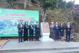 Official heritage plaque i sinstalled on the 12 recognised Shan Tuyet tea trees in Dong Phuc commune. (Photo: VNA)