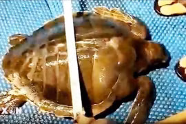 The turtle, whose scientific name is Lepidochelys olivacea, is an extremely rare and precious animal. (Photo: VNA broadcasts)