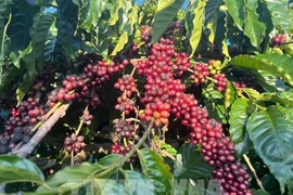 A coffee farm in Gia Lai province. (Photo: VNA)