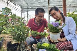 Le Hong Phuc and his wife Vo Thi Loan in Vinh Long province have developed their production of ornamental pots and bonsai trees using policy-based credit (Photo: VNA)