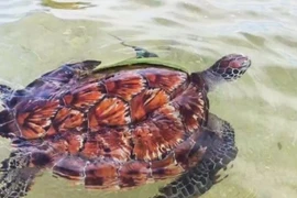 The 12kg green sea turtle is released into the sea off Lam Dong province. (Photo: baolamdong.vn)