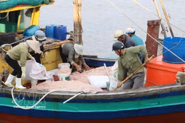 Fishing boats operating near the shore in Giao Ninh commune, Ninh Binh province (Photo: VNA)