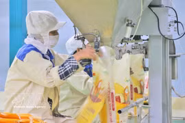 Rice packaging for export at the factory of Thao Son One Member Limited Liability Food Company, under Loc Troi Group JSC. (Photo: VNA)