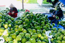 Fruit and vegetable exports in the first six months of 2025 have decreased compared to 2024. (Photo: VietnamPlus)