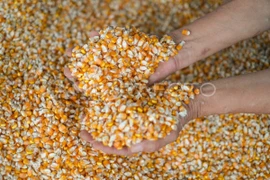 Indonesia urges the feed industry to stabilise prices to protect farmers. (Photo: Antara)