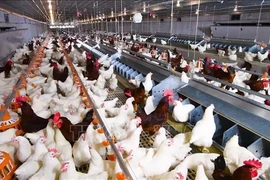 A modern, farm-scale closed-loop chicken farming model. (Photo: VNA)