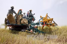 Harvesting rice in Thailand (Photo: VNA)