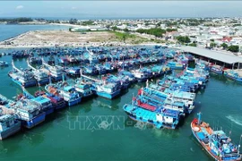 Offshore fishing fleet docks at My Tan fishing port in Thanh Hai commune , Ninh Thuan province. (Photo: VNA)