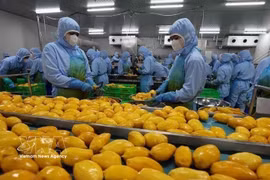Workers sort mangoes for export processing at B’LaoFood Company. (Photo: VNA)